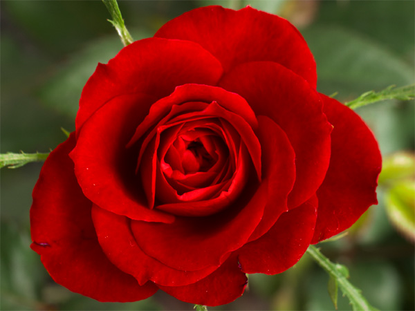 Rose Day: सोच समझकर दें लाल गुलाब क्योेंकि... Rose Day: सोच समझकर दें लाल गुलाब क्योेंकि...