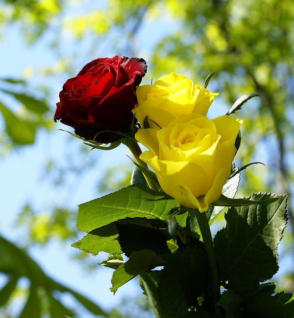 Rose Day: सोच समझकर दें लाल गुलाब क्योेंकि... Rose Day: सोच समझकर दें लाल गुलाब क्योेंकि...
