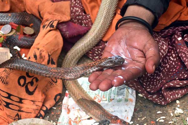 देशभर में नागपंचमी की धूम देशभर में नागपंचमी की धूम