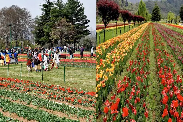 खुल गया ट्यूलिप गार्डन, खिली हुई धूप ने किया मेहमानों का स्वागत खुल गया ट्यूलिप गार्डन, खिली हुई धूप ने किया मेहमानों का स्वागत
