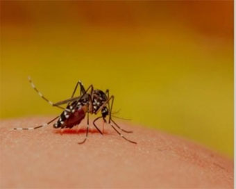 नई दिल्ली: डेंगू के मामलों में बीते ह़फ्तों के मुकाबले गिरावट, आंकड़ा 8 हजार पार
