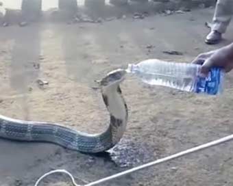 ..जब प्यासे कोबरा ने बोतल से पिया पानी