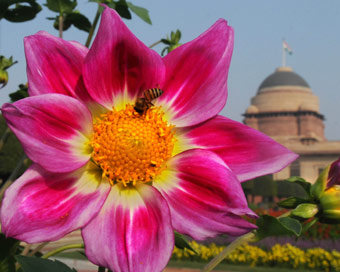 मुगल गार्डन में राष्ट्रपति, उनकी पत्नी के नाम पर गुलाब