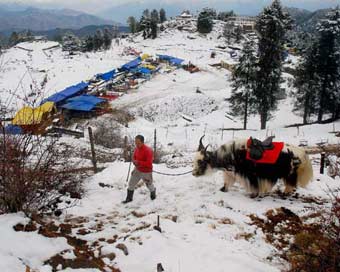 शिमला, कुल्लू में बिछी बर्फ की सफेद चादर